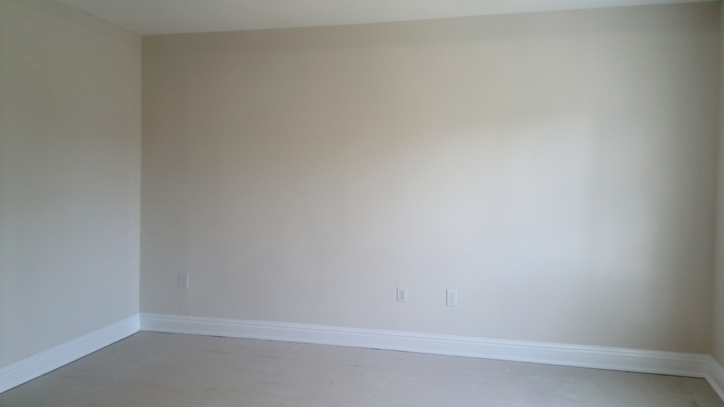 Understanding Black Mold: Health Risks and Removal Tips for Quincy Homes
